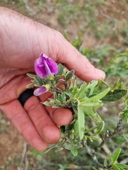 Mundulea sericea image