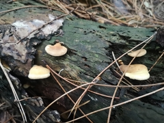 Basidiomycota