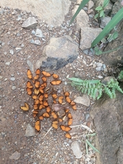 Tegosa anieta