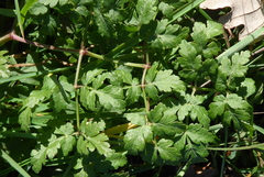 Peucedanum oreoselinum