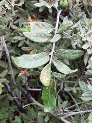 Quercus microphylla