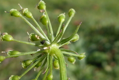 Peucedanum oreoselinum