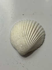Dallocardia muricata