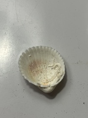 Dallocardia muricata