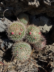 Mammillaria rhodantha