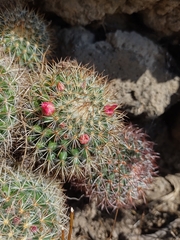 Mammillaria rhodantha