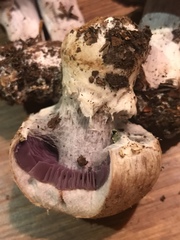 Cortinarius camphoratus