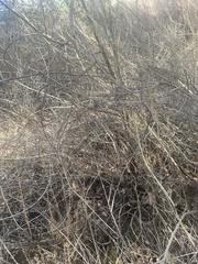 Artemisia californica