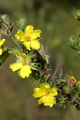 Hibbertia crinita