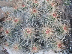 Echinocereus stramineus