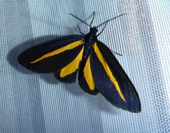 Crocomela erectistria