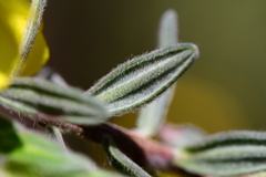 Hibbertia crinita