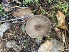 Pluteus methvenii