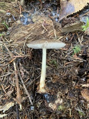 Pluteus methvenii