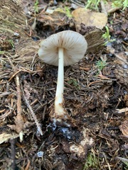 Pluteus methvenii