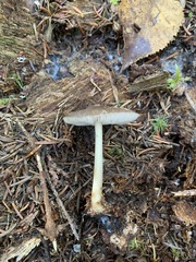 Pluteus methvenii