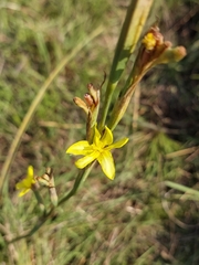 Moraea pallida