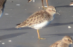 Calidris minutilla