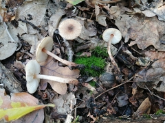 Lepiota echinella