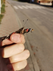 Vanessa atalanta