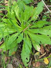 Hypochaeris glabra