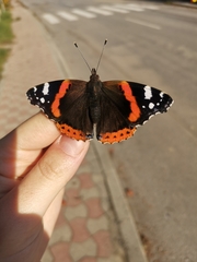 Vanessa atalanta