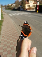 Vanessa atalanta
