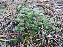 Sempervivum globiferum