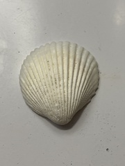 Dallocardia muricata