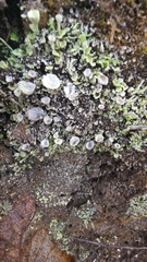 Cladonia chlorophaea