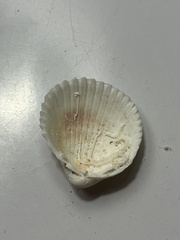 Dallocardia muricata