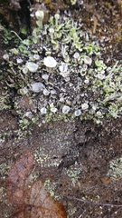 Cladonia chlorophaea