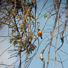 Chlorophonia elegantissima