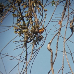 Chlorophonia elegantissima