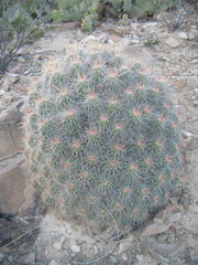 Echinocereus stramineus