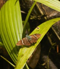 Eudaminae
