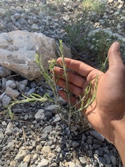 Ericameria parryi aspera