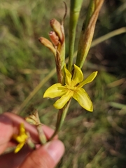 Moraea pallida