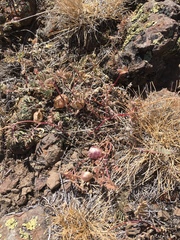 Astragalus whitneyi confusus