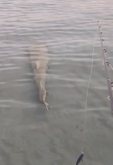 Negaprion brevirostris