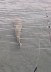 Negaprion brevirostris