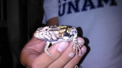 Sceloporus spinosus