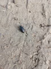 Meloe rugosus