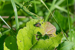 Neomyia cornicina