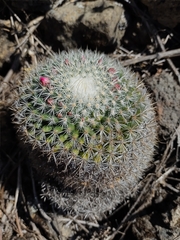 Mammillaria rhodantha