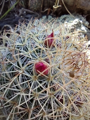 Mammillaria rhodantha
