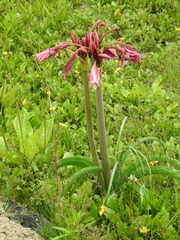 Crinum bulbispermum