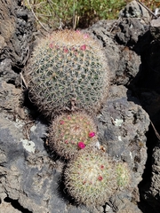 Mammillaria rhodantha