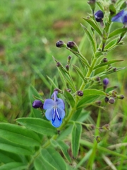Rotheca