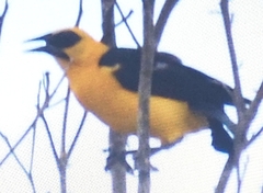 Gymnomystax mexicanus